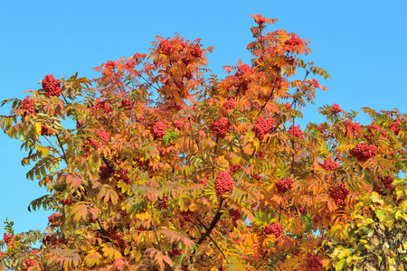 Rowan on the background of blue skyの写真素材