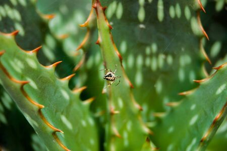 plant with thorns and spidersの写真素材