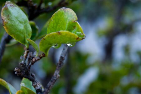 tree leaf with water dropの写真素材