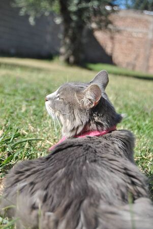 gray cat resting on the grass, in the sunlightの写真素材