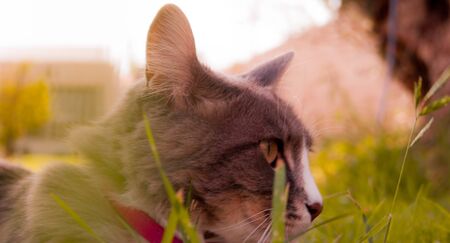 cat in the sunの写真素材