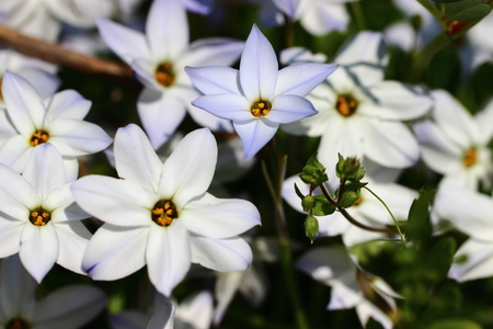 white wildlflowers foreground, beautiful, etc の写真素材