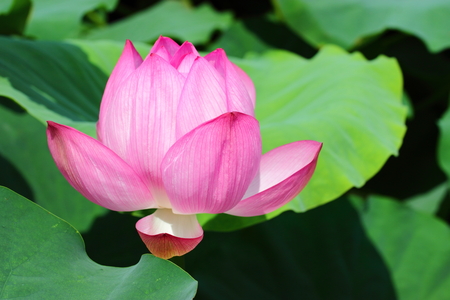 Nelumbo nucifera, indian lotus, sacred lotus in foregroundの写真素材