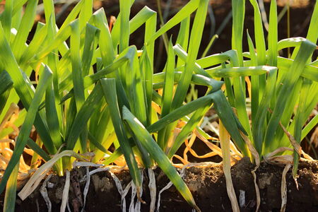 Japanese bunching onion plants on the farm.の写真素材