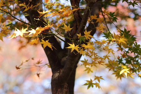 Autumn in Japan, the leaves of the trees change to beautiful colors.
