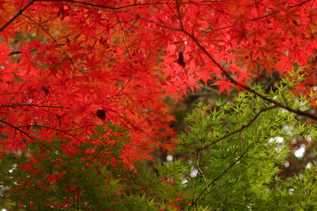 Autumn in Japan, the leaves of the trees change to beautiful colors.