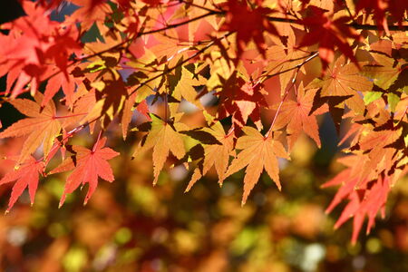 Autumn in Japan, the leaves of the trees change to beautiful colors.