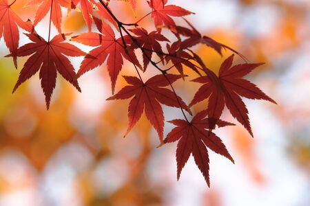 Autumn in Japan, the leaves of the trees change to beautiful colors.
