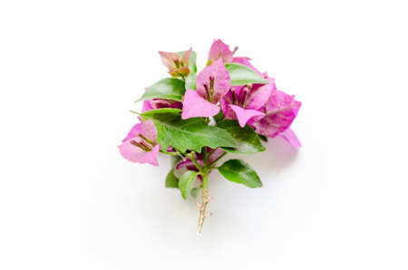 pink bougainvillaea flowers and leafes flat lay on white background.の写真素材