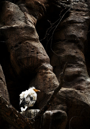 a white bird with orange beak, perching on a rock wall, some branches are also visible.の写真素材