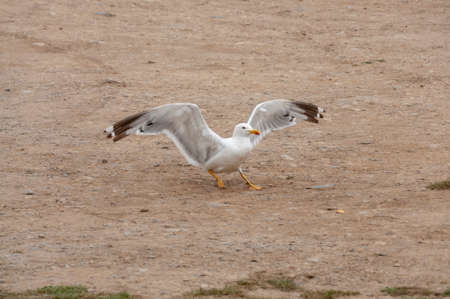 seagull with open wings standing on the ground in ouessant, france.