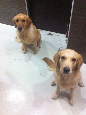 Two golden retriever waiting for food