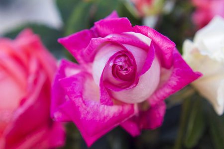 Macro of rose in gardenの写真素材