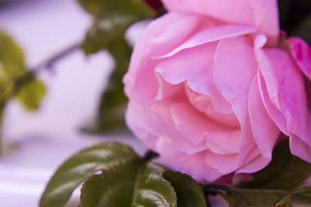 Macro of rose in gardenの写真素材