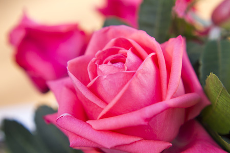 Macro of rose in gardenの写真素材