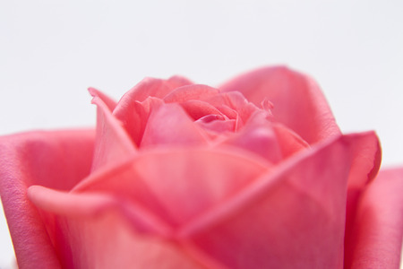 Macro photography of rose in gardenの写真素材