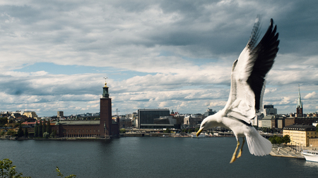 Seagull with city backgroundの写真素材