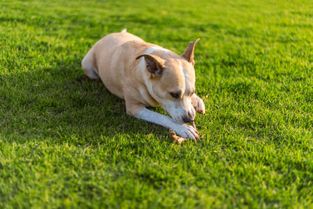 Photography of a beautiful pitbull dog chewing on a stick on the grassの写真素材