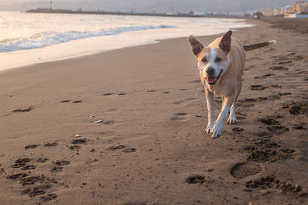 Photography of a beautiful pitbull dog walking on the beach and staring at camera during the sunsetの写真素材