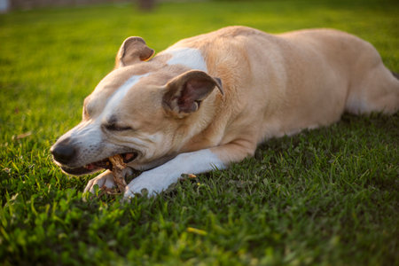 Photography of a beautiful pitbull dog chewing on a stick on the grassの写真素材
