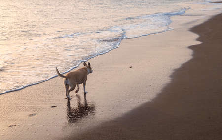 Photography of a beautiful pitbull dog walking on the beach during the sunsetの写真素材