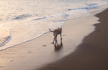 Photography of a beautiful pitbull dog walking on the beach during the sunsetの写真素材