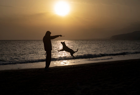 Backlight photography of man and dog playing and jumping, in the beach silhouette during the sunsetの写真素材
