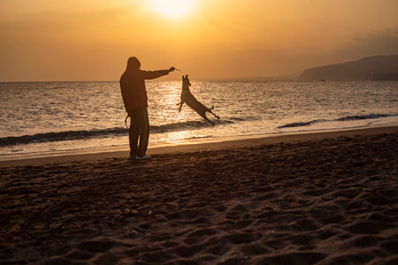 Backlight photography of man and dog playing and jumping, in the beach silhouette during the sunsetの写真素材