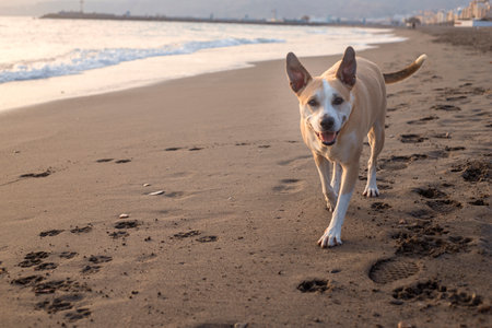 Photography of a beautiful pitbull dog walking on the beach and staring at camera during the sunsetの写真素材