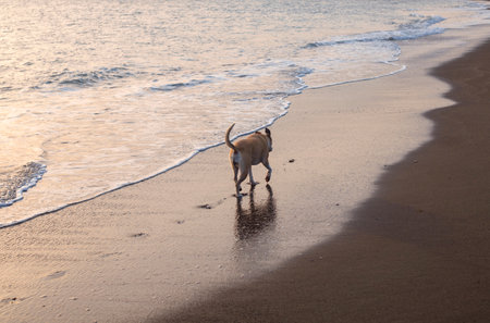 Photography of a beautiful pitbull dog walking on the beach during the sunsetの写真素材