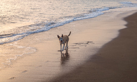 Photography of a beautiful pitbull dog walking on the beach during the sunsetの写真素材