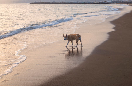Photography of a beautiful pitbull dog walking on the beach during the sunsetの写真素材