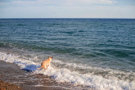 Pitbull dog playing with a ball in the beach jumping to catch the ball. Happy and training. Water splashの写真素材