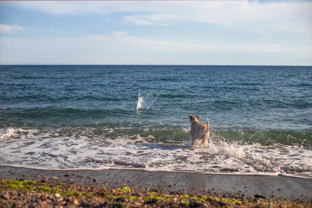 Pitbull dog playing with a ball in the beach. Happy. Training. Ball splash in the seaの写真素材