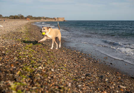 Dog playing in the beach with a ball carrying the ball in the mouth. Happy and training.の写真素材