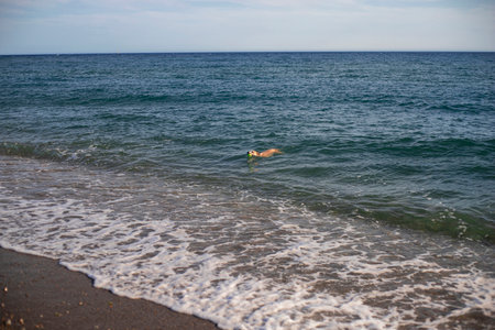 Pitbull dog playing with a ball in the beach. Happy. Training. Swimming in the sea after catching the ball.の写真素材