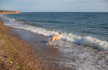 Pitbull dog playing with a ball in the beach. Happy. Training. Ball splash in the sea Pitbull dog playing with a ball in the beach and jumping in the sea to catch the ball.の写真素材
