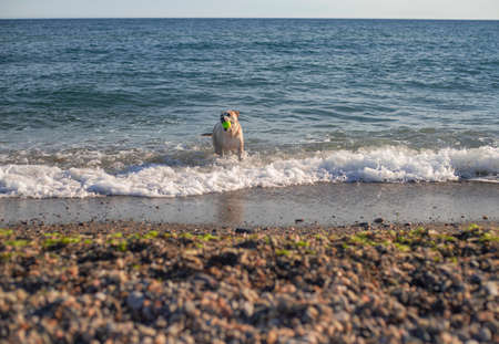 Pitbull dog playing in the beach with a ball carrying the ball in the mouth in the seaの写真素材