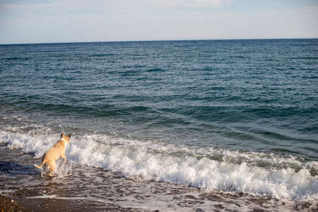 Pitbull dog playing with a ball in the beach and jumping in the sea to catch the ball.の写真素材