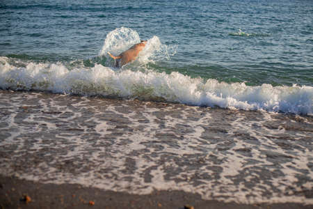 Pitbull dog playing with a ball in the beach jumping to catch the ball and swimming in the sea. Happy and training. Water splashの写真素材