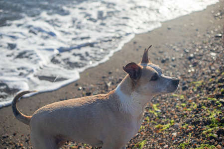 Beautiful pitbull dog in the beach with wet hair after swimmingの写真素材