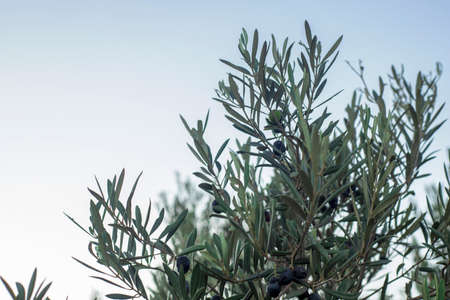 Photography of olive tree with green and black olives in the countryside in a Mediterranean city in the south of Spain.の写真素材
