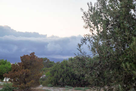 Photography of a field with different trees and olive trees in a Mediterranean city in the south of Spain during a cloudy dayの写真素材