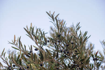 Photography of olive tree with black olives in the countryside in a Mediterranean city in the south of Spain.の写真素材