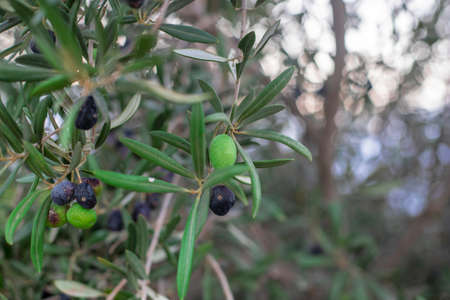 Photography of olive tree with green and black olives in the countryside in a Mediterranean city in the south of Spain. And a bokeh backgroundの写真素材