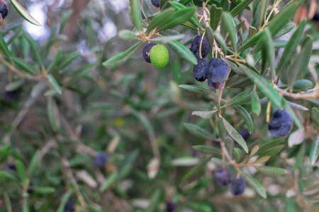 Photography of olive tree with green and black olives in the countryside in a Mediterranean city in the south of Spain.の写真素材