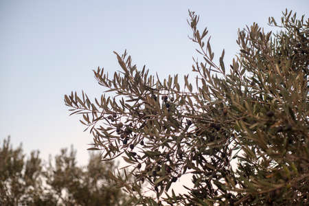Photography of olive tree with black olives in the countryside in a Mediterranean city in the south of Spain.の写真素材