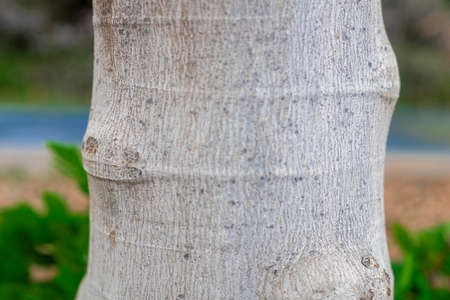 Photograph of the detail of the texture, trunk of a fig tree.の写真素材