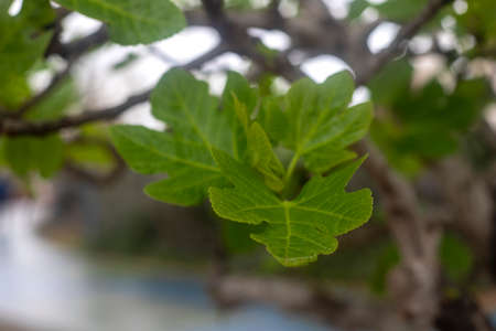 Photography of a fig tree with the detail of the leaves and fruits. fruit tree.の写真素材