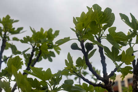 Photography of a fig tree with the detail of the leaves and fruits. fruit tree.の写真素材